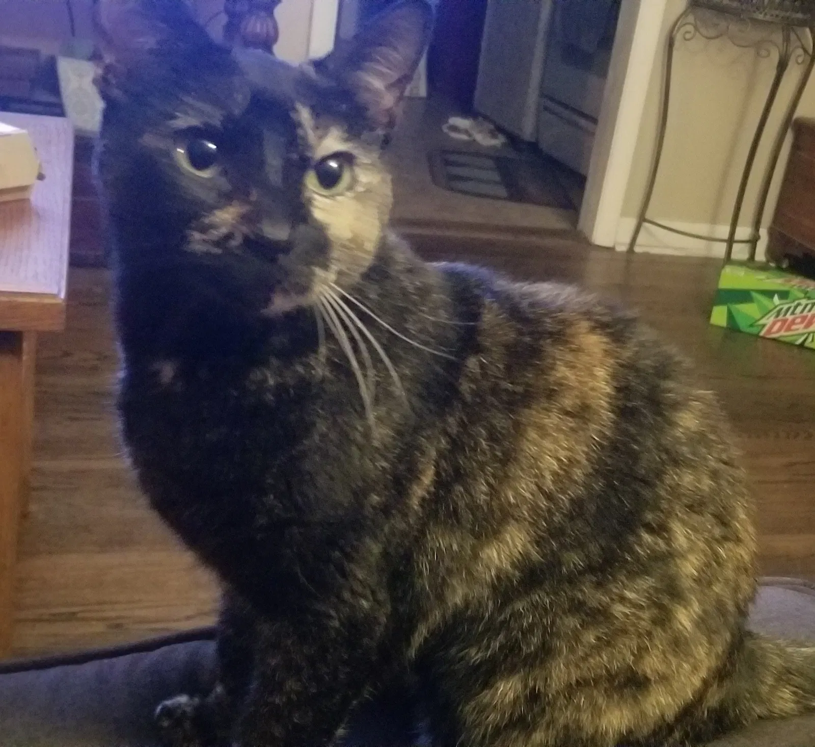 Lost cat in Tulsa, OK, 74115