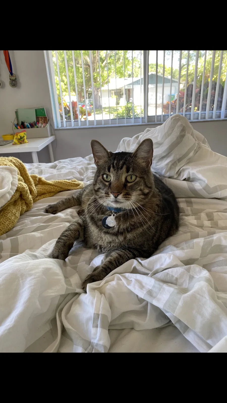Lost cat in Saint Petersburg, FL, 33709