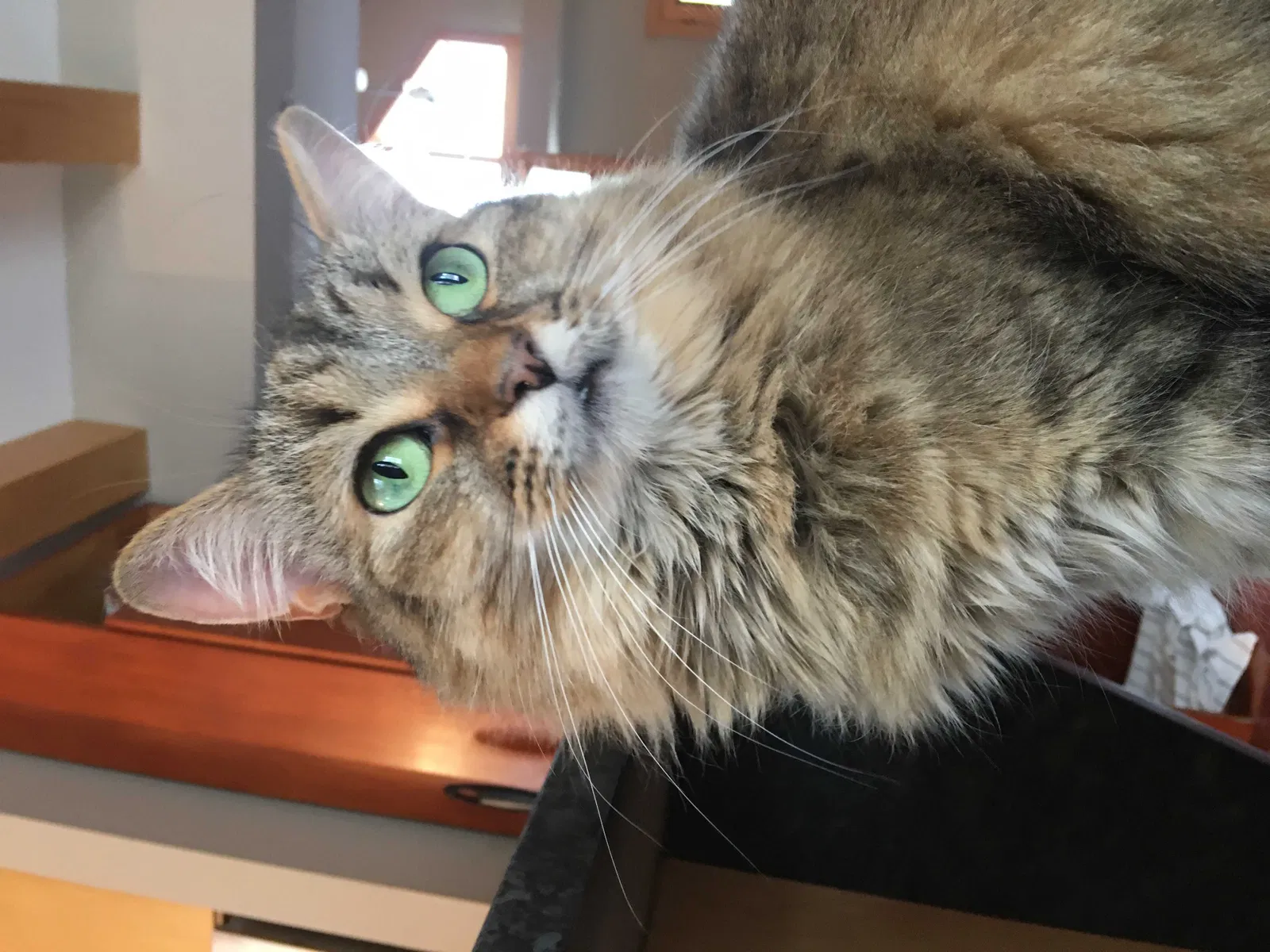 Lost cat in Asheville, NC, 28805