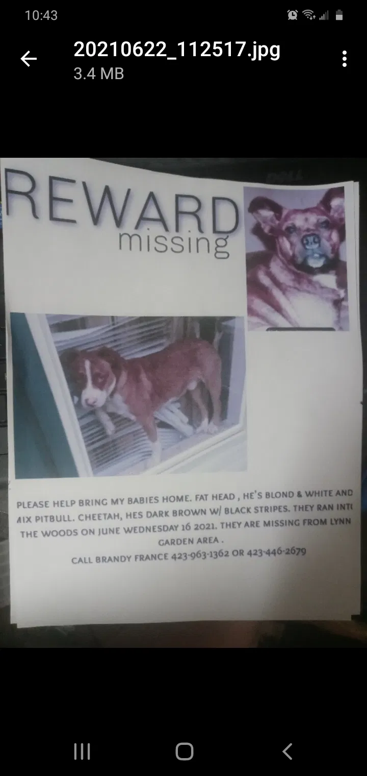 Lost dog in Kingsport, TN, 37665