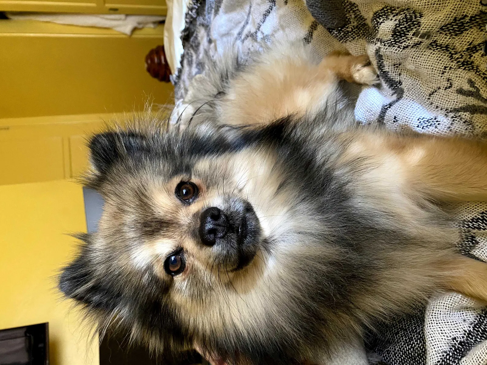 Lost dog in San Diego, CA, 92105