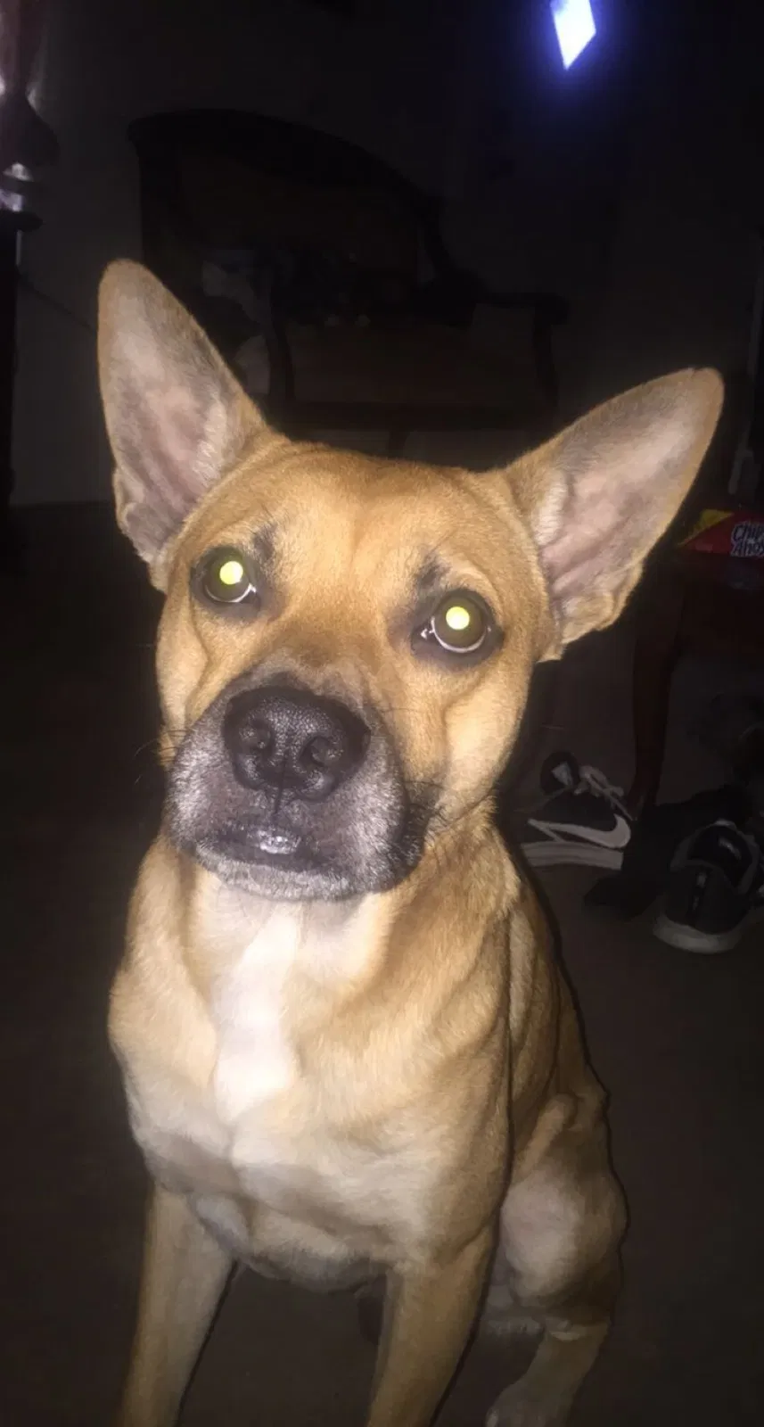 Lost dog in Mc Coll, SC, 29570