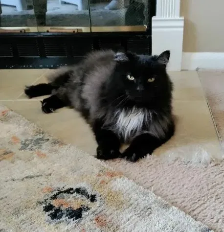 Lost cat in Reynoldsburg, OH, 43068