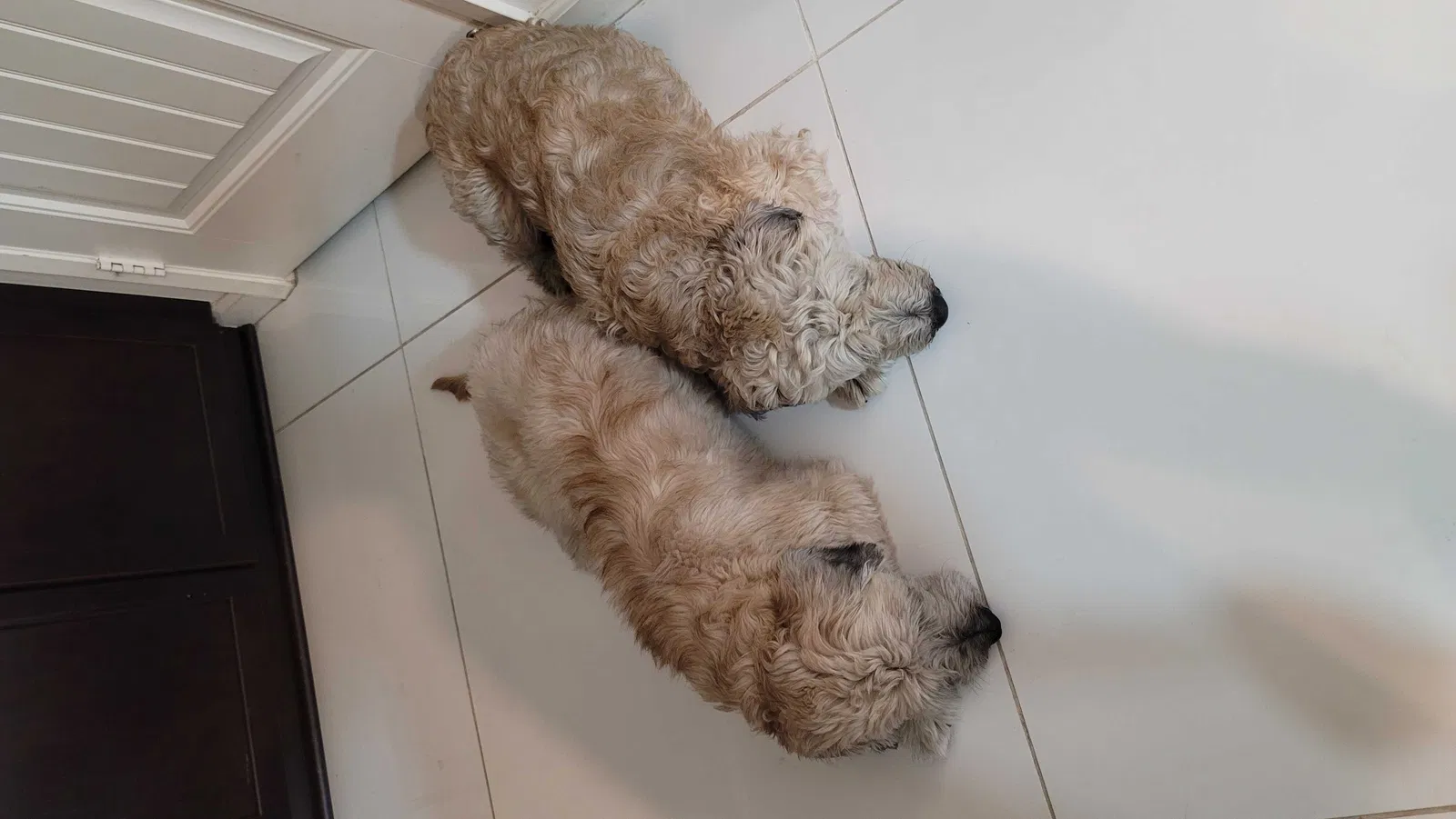 Lost dog in Fontana, CA, 92336