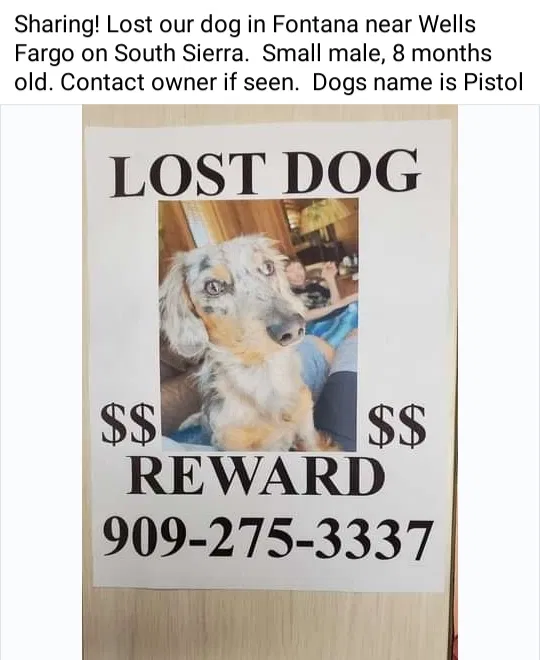 Lost dog in Fontana, CA, 92335