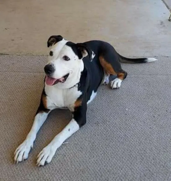 Lost dog in Tooele, UT, 84074