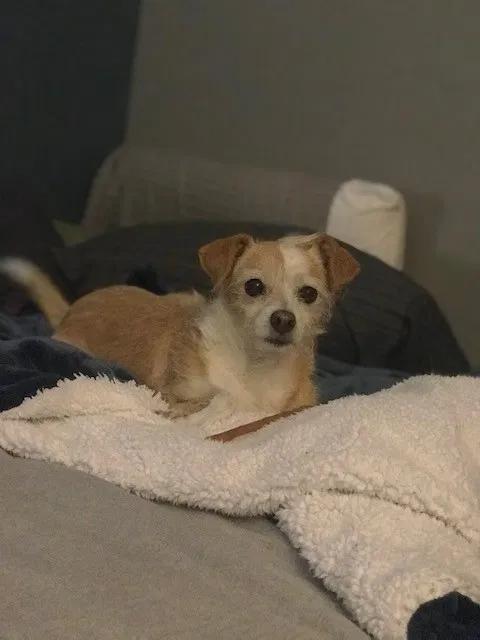 Lost dog in Pomona, CA, 91767