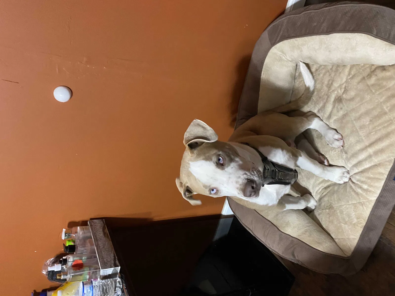Lost dog in Dayton, TX, 77535