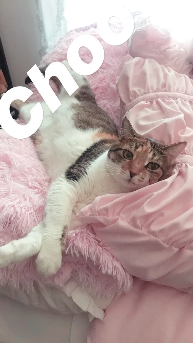 Lost cat in Los Angeles, CA, 90019