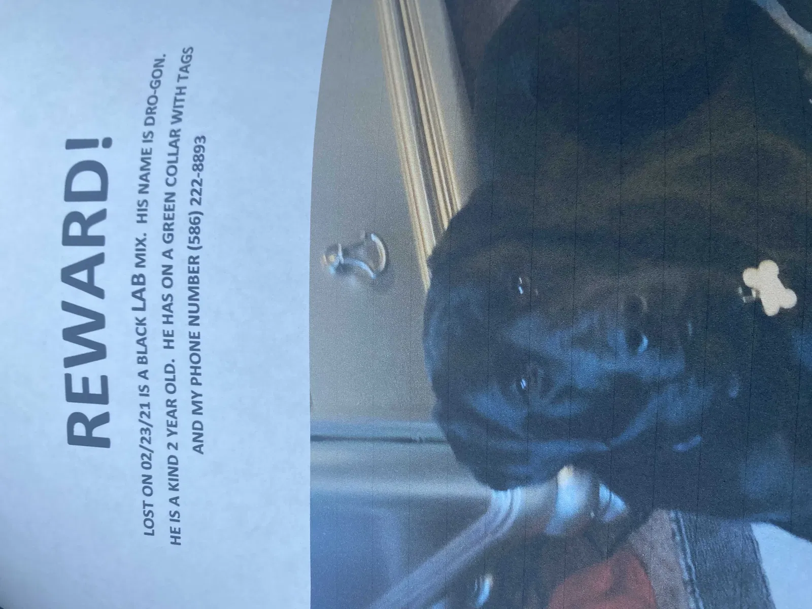 Lost dog in Columbus, OH, 43206
