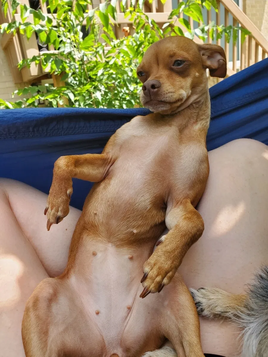 Lost dog in Salt Lake City, UT, 84117