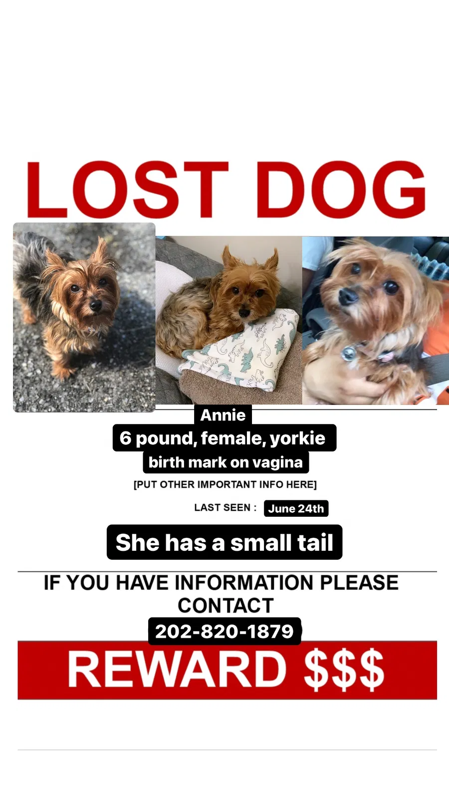 Lost dog in Temple Hills, MD, 20748