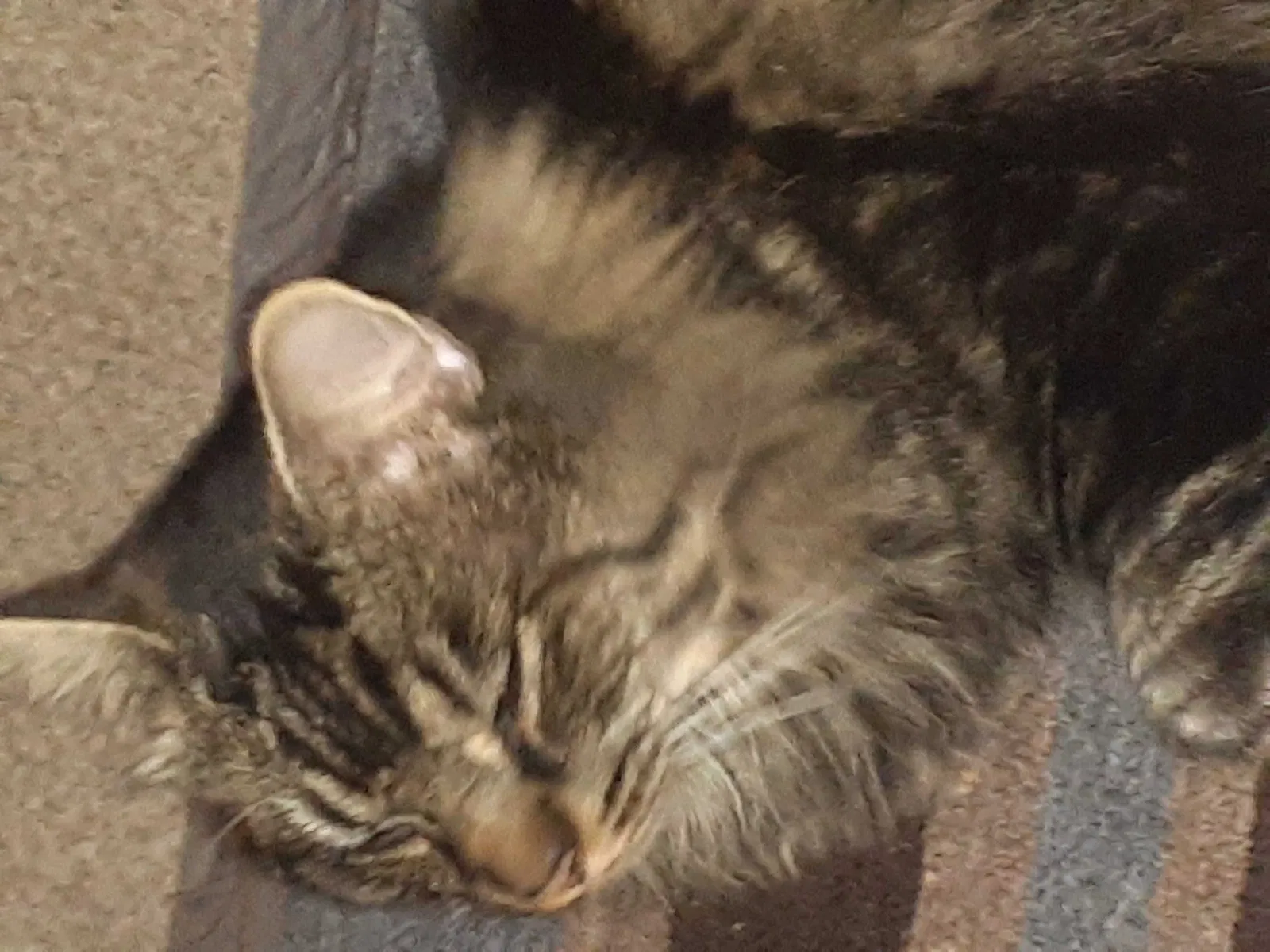 Lost cat in Spokane, WA, 99205