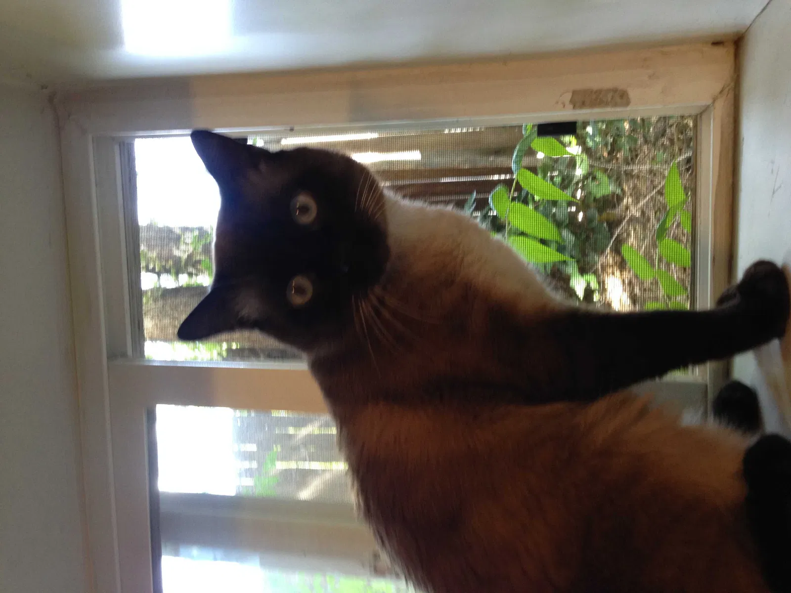 Lost cat in Salt Lake City, UT, 84106