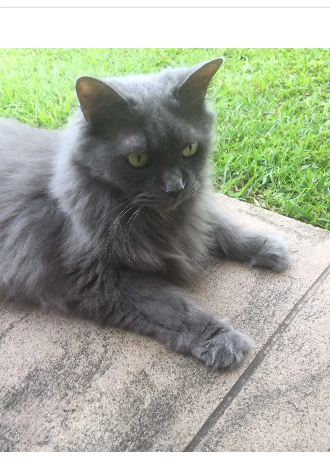 Lost cat in Baton Rouge, LA, 70809