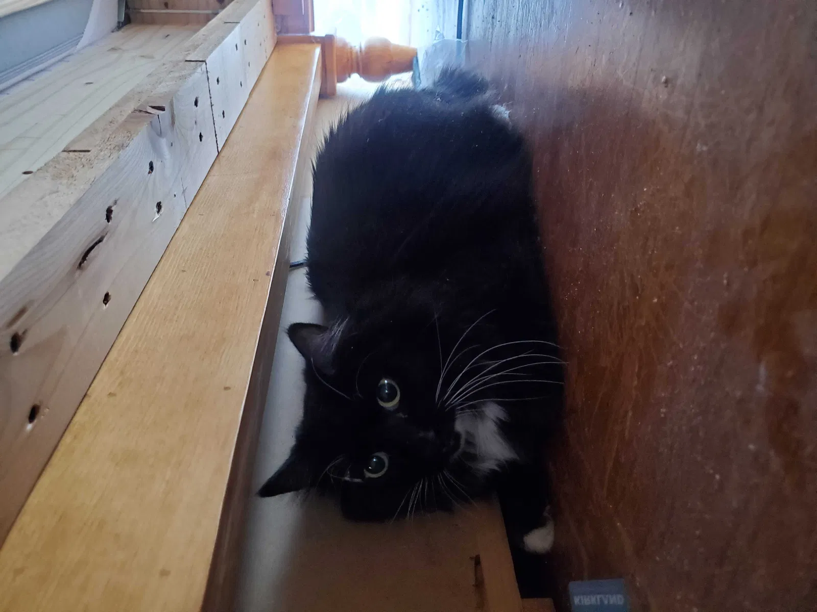 Lost cat in Granada Hills, CA, 91344