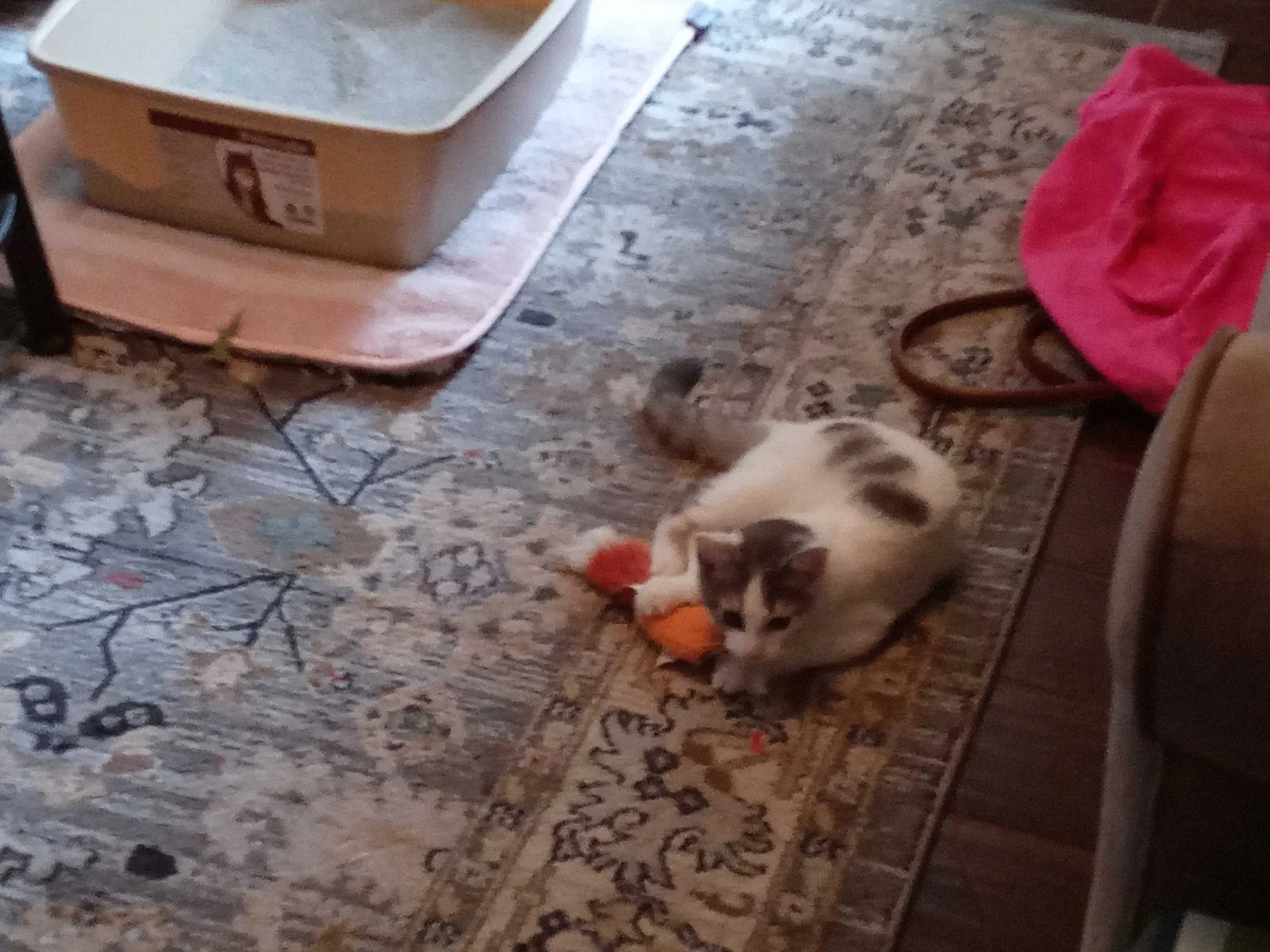 Found cat in Saint Clair Shores, MI, 48080
