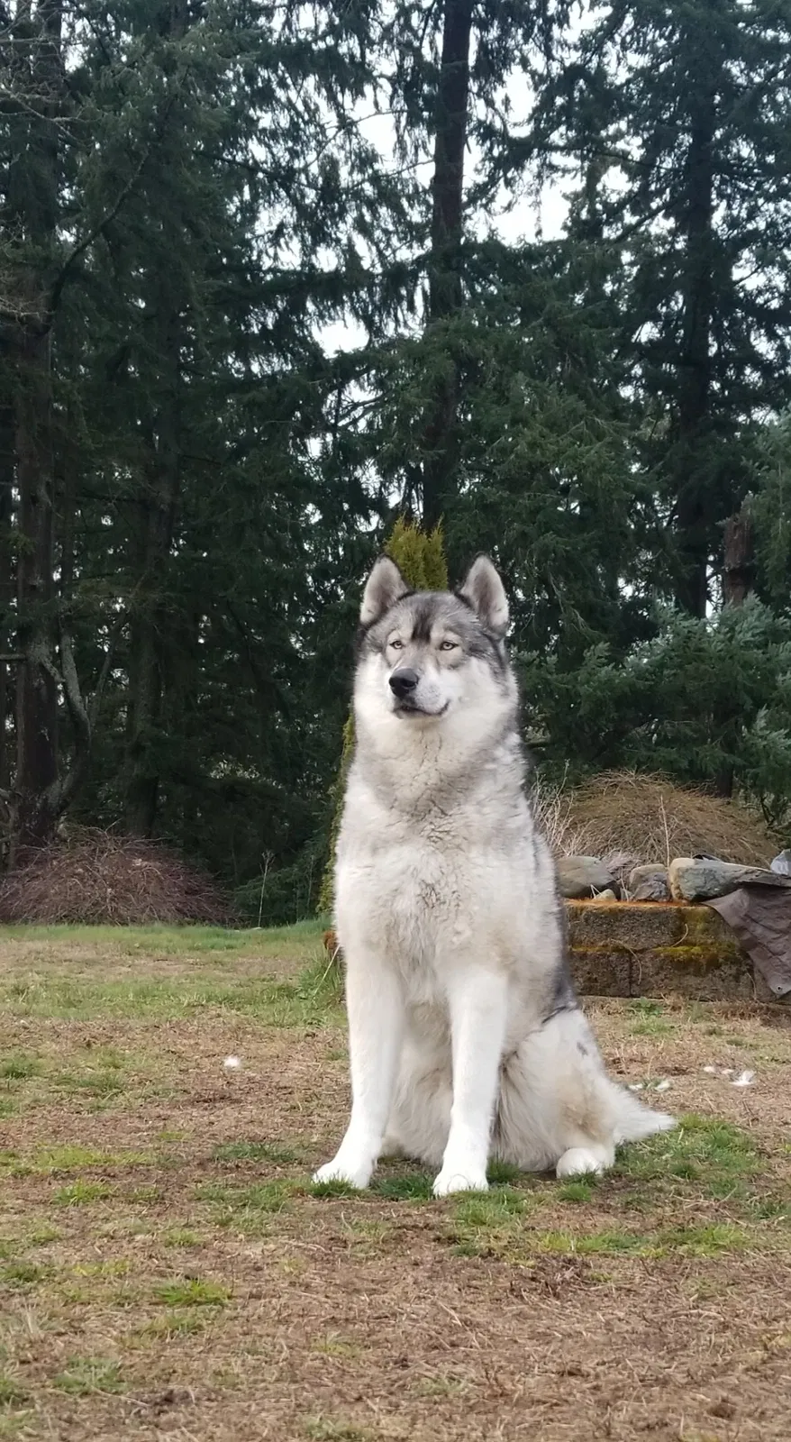 Lost dog in Tacoma, WA, 98445