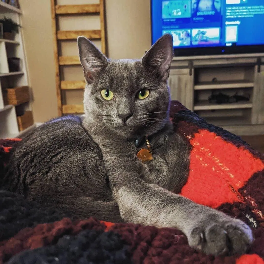 Lost cat in Hanford, CA, 93230