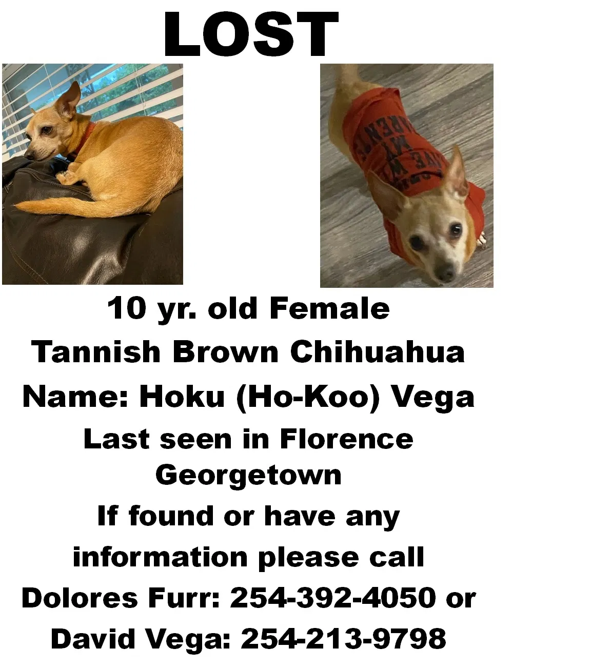 Lost dog in Georgetown, TX, 78626