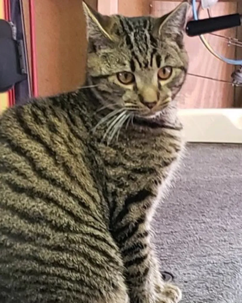 Lost cat in Burlington, NC, 27215