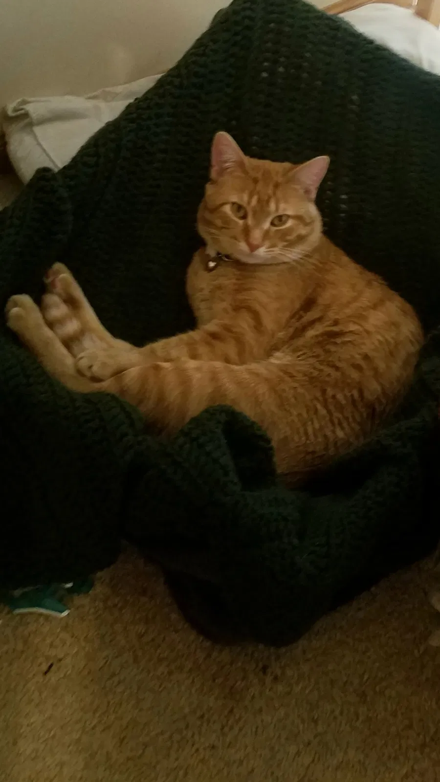 Lost cat in Faribault, MN, 55021
