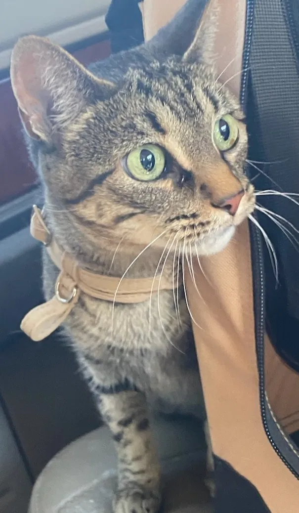 Lost cat in Collinsville, OK, 74021