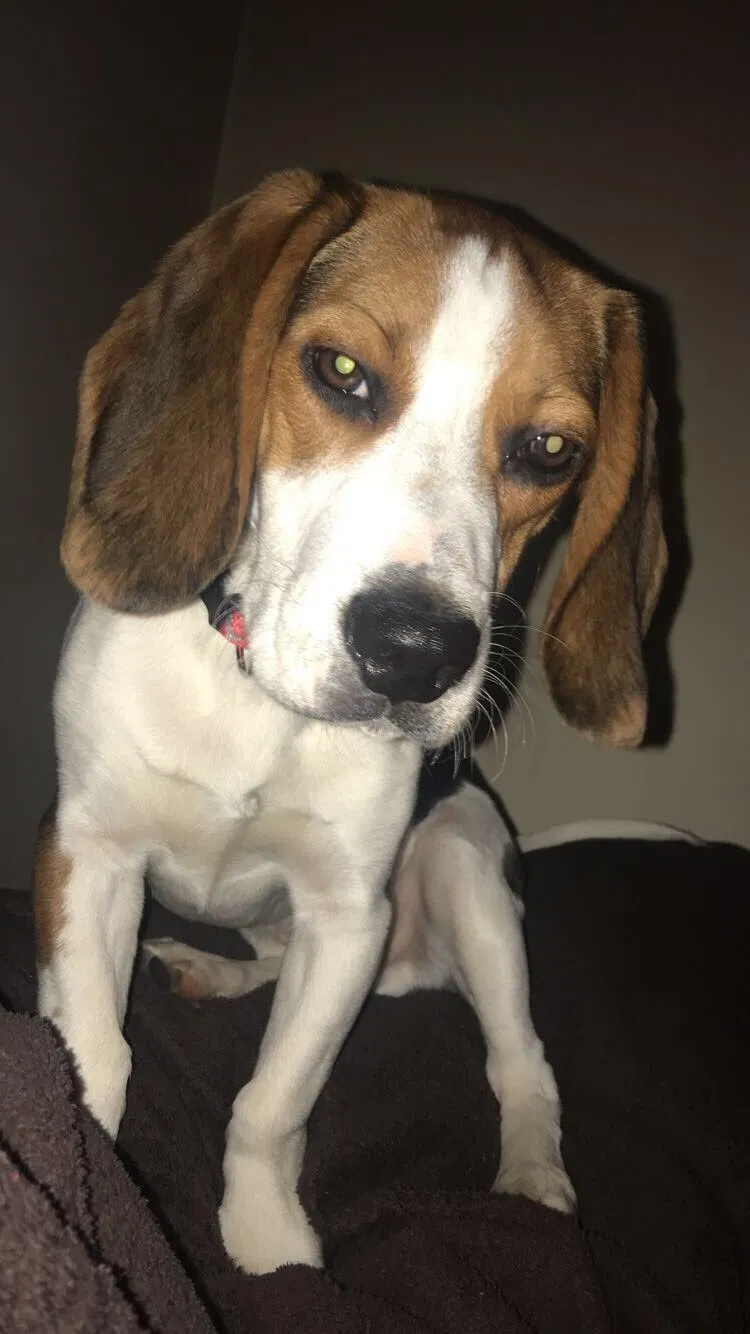 Lost dog in Dover, DE, 19904