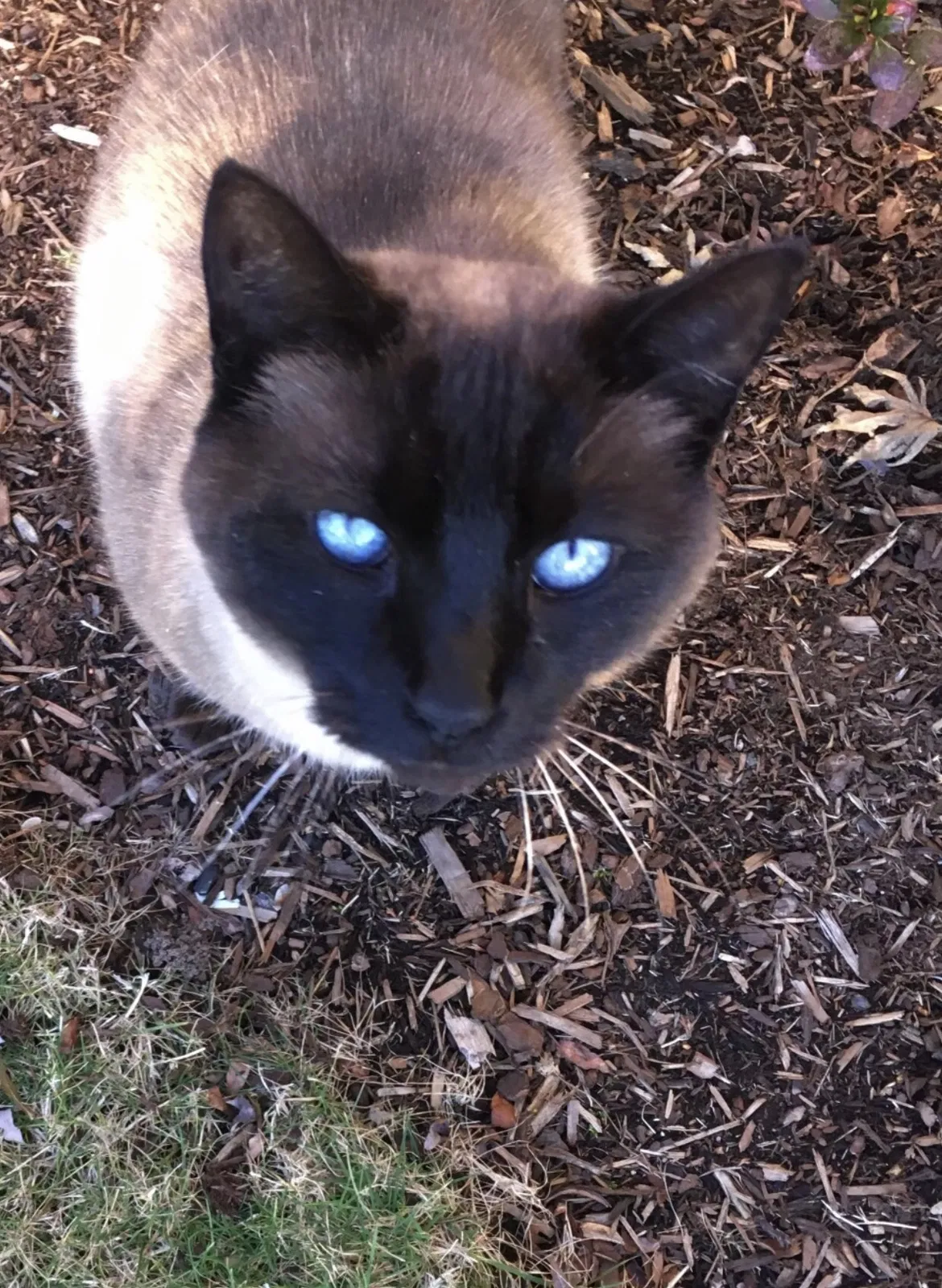 Lost cat in Camas, WA, 98607
