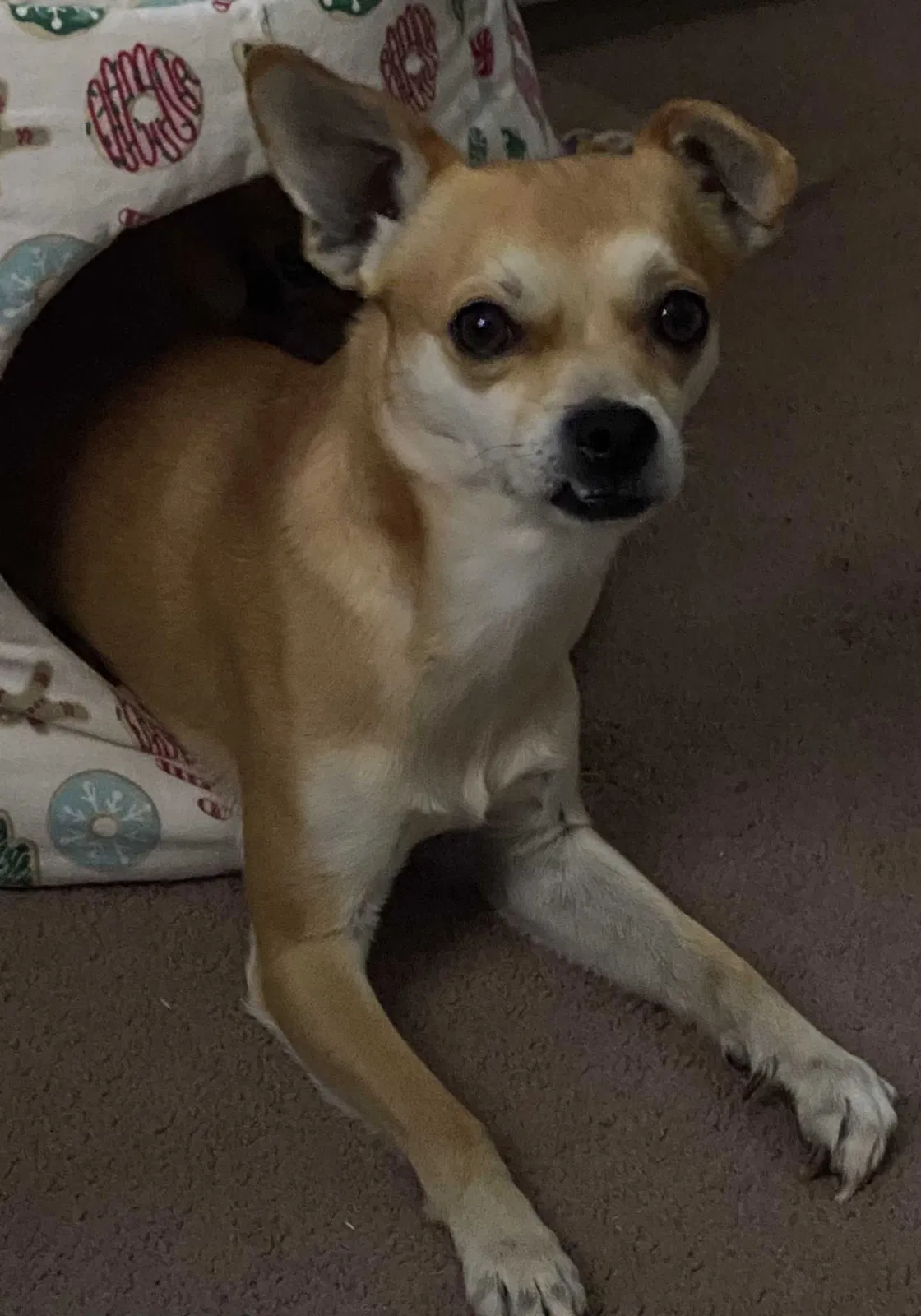 Lost dog in Fort Mcdowell, AZ, 85264