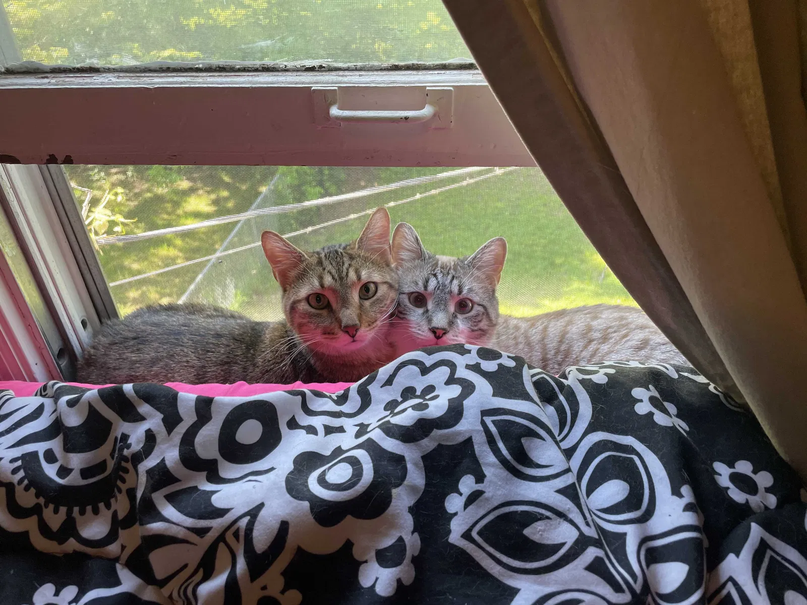 Lost cat in Columbus, OH, 43213