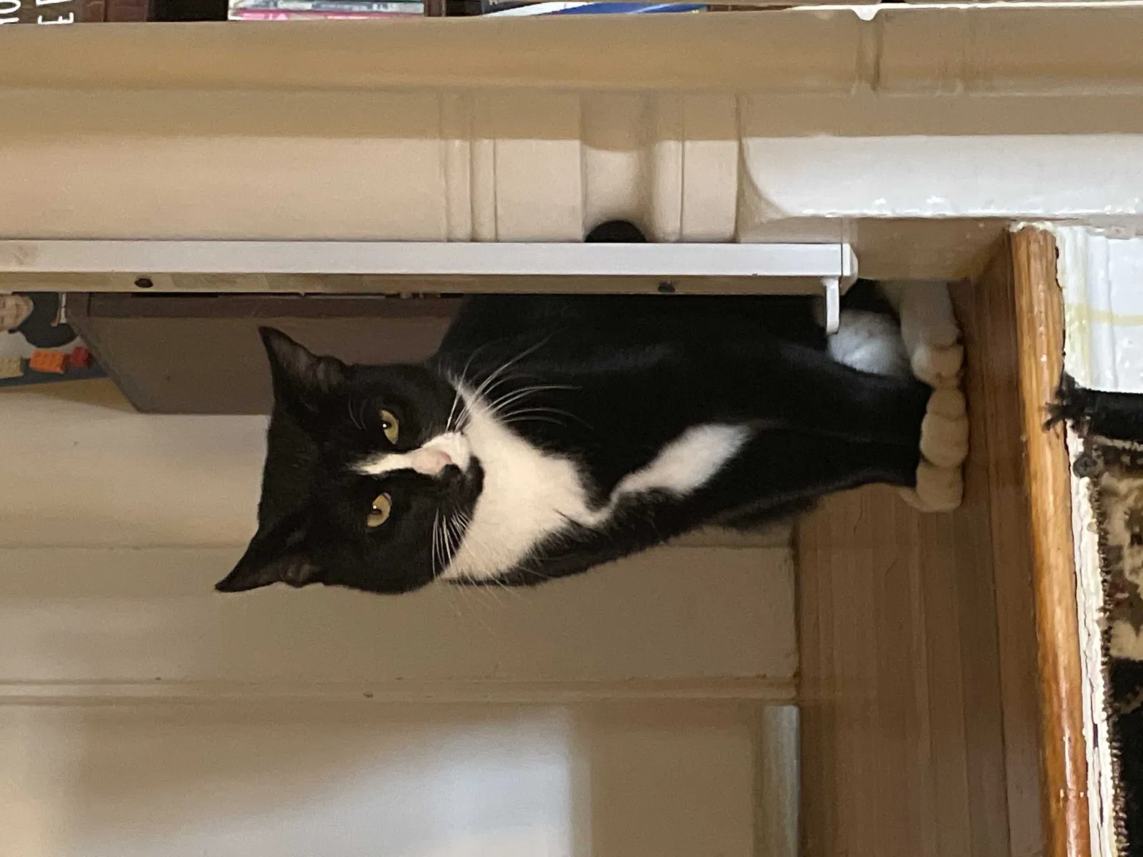 Lost cat in Woburn, MA, 1801