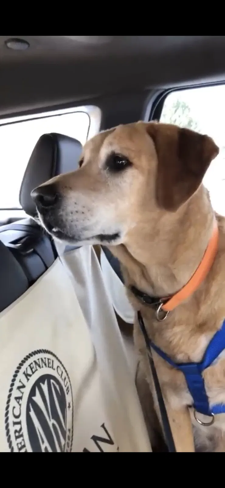 Lost dog in Newcastle, OK, 73065