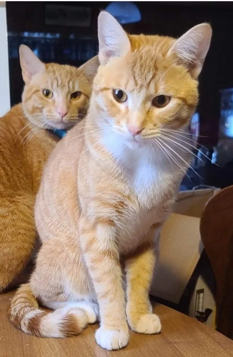 Lost cat in Creve Coeur, IL, 61610