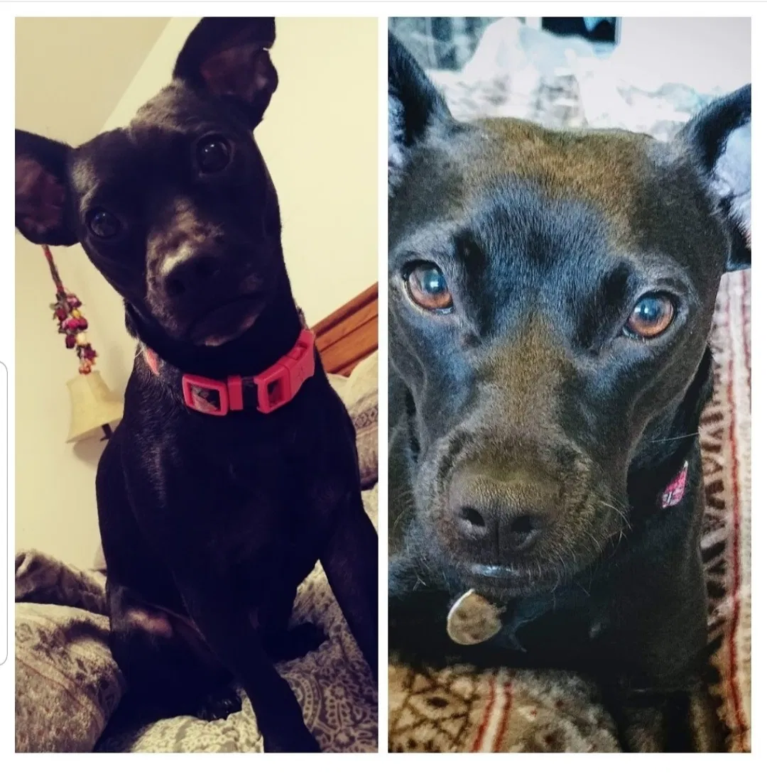 Lost dog in Seattle, WA, 98119
