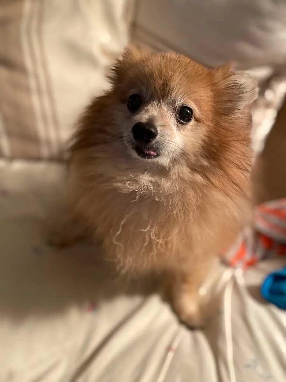 Lost dog in Marysville, WA, 98270