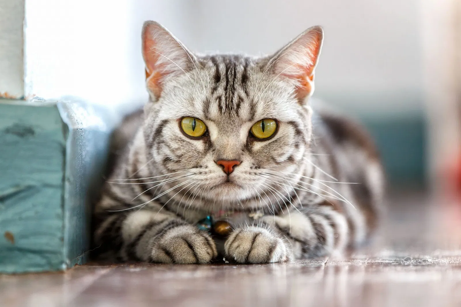 Lost cat in Punta Gorda, FL, 33950