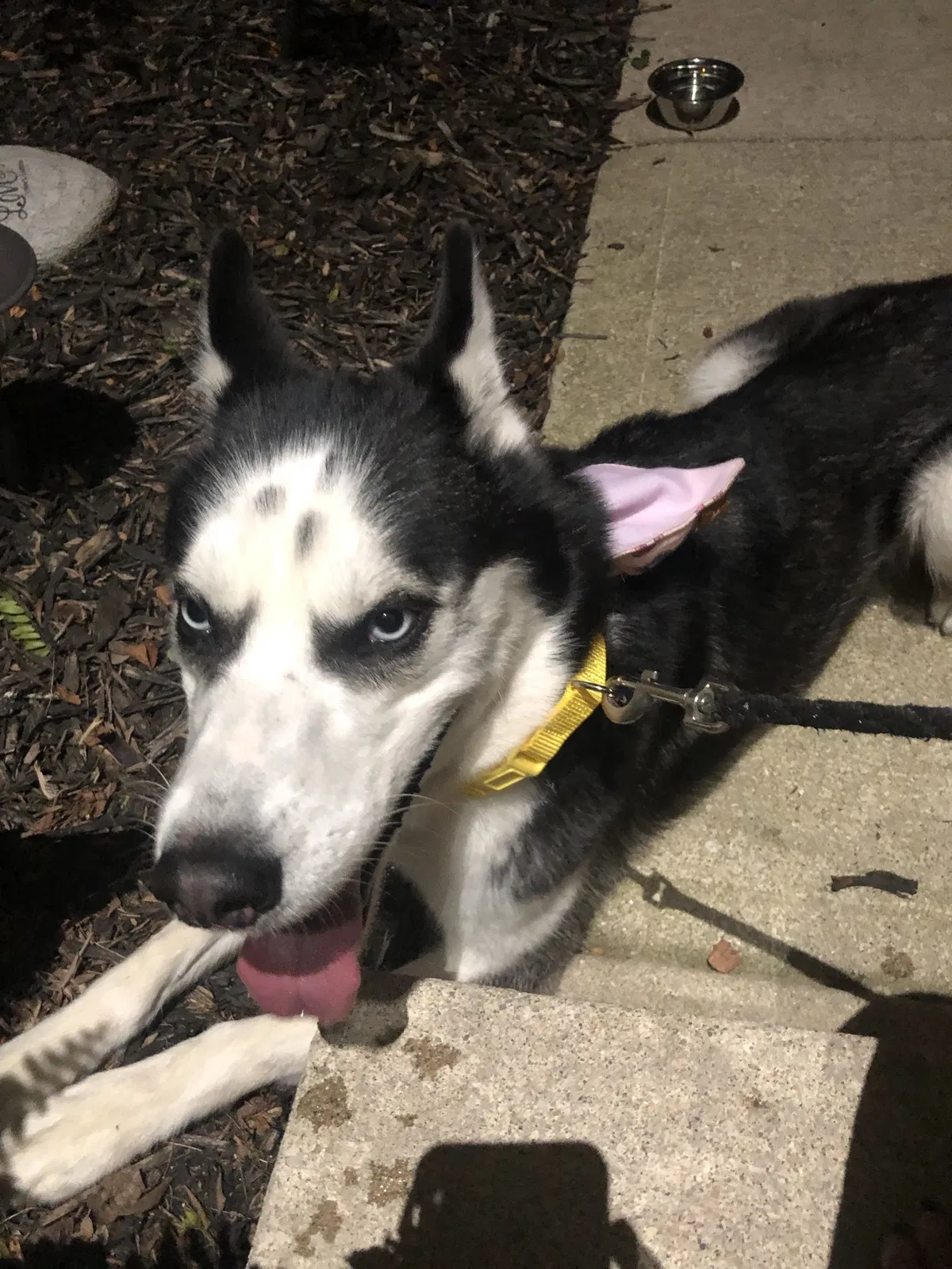 Found dog in Columbus, OH, 43228