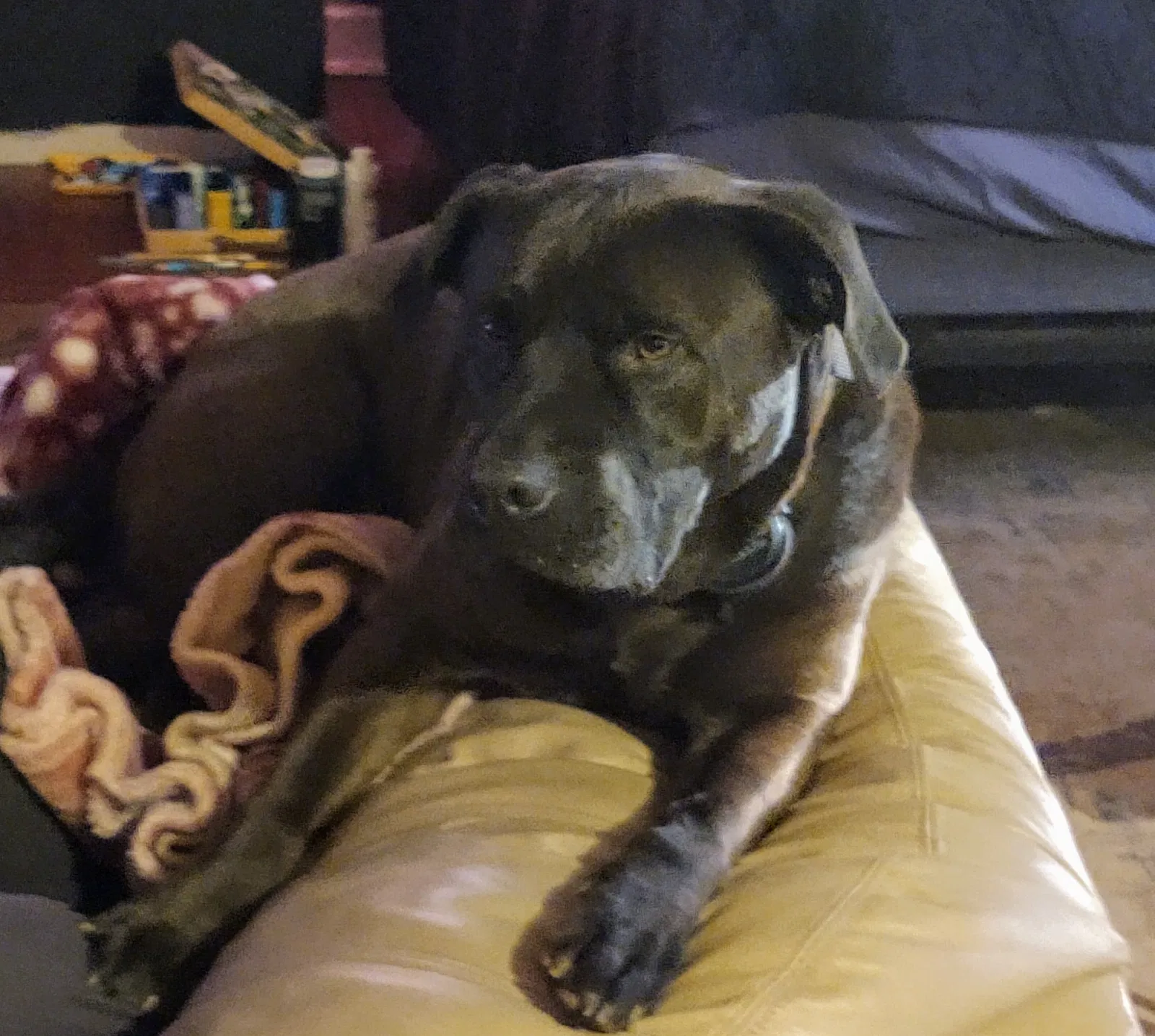 Lost dog in South Boston, VA, 24592