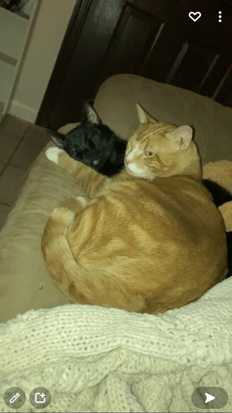 Lost cat in Tucson, AZ, 85704