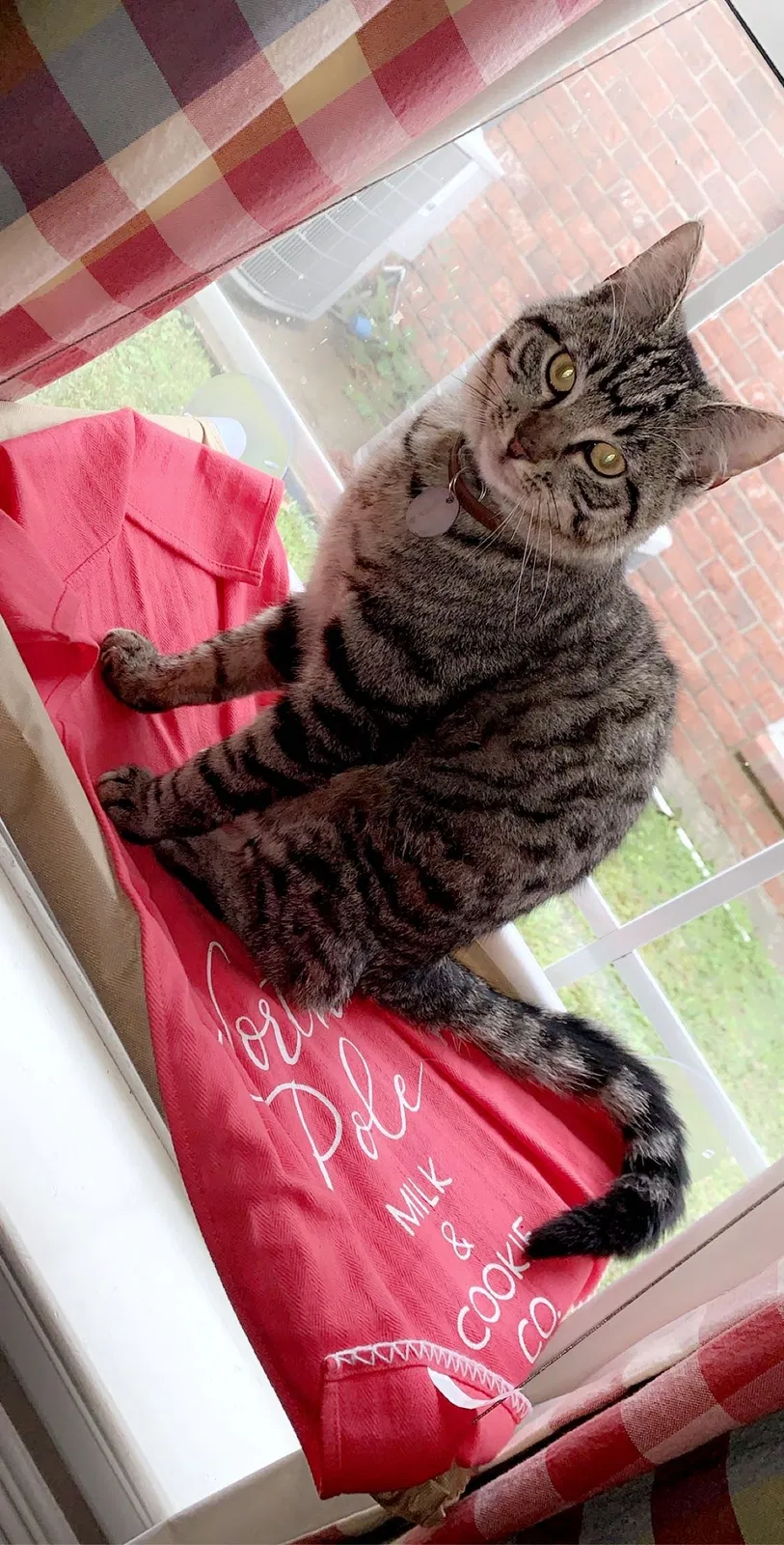 Lost cat in Lafayette, LA, 70503