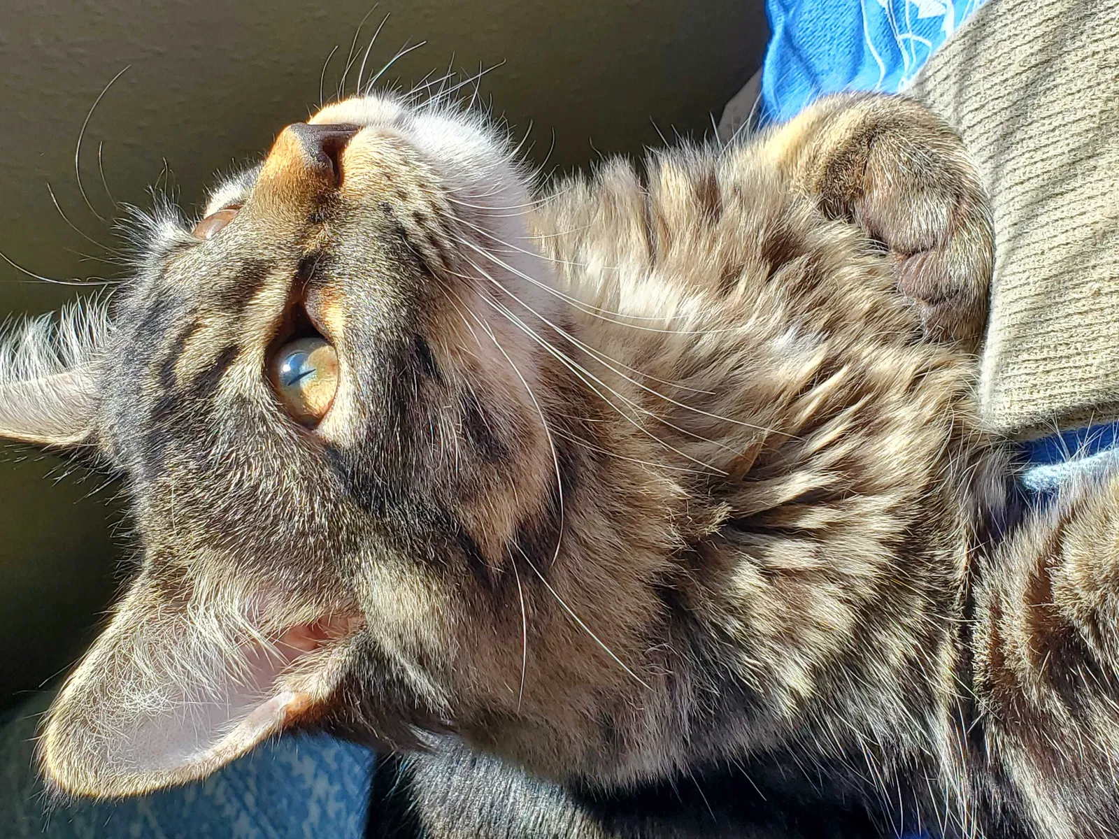 Lost cat in Vallejo, CA, 94590