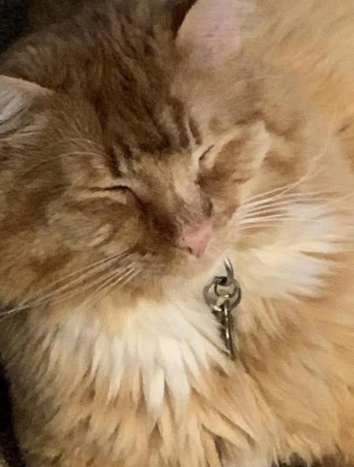Lost cat in Salem, OR, 97306