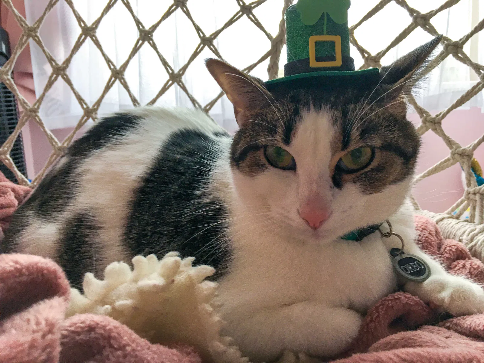 Lost cat in Westerville, OH, 43082