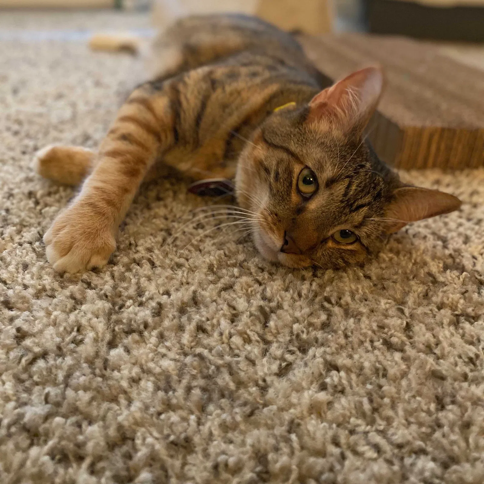Lost cat in Fort Worth, TX, 76132