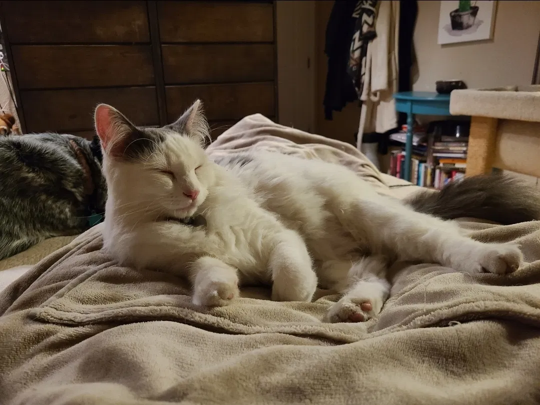 Lost cat in El Sobrante, CA, 94803