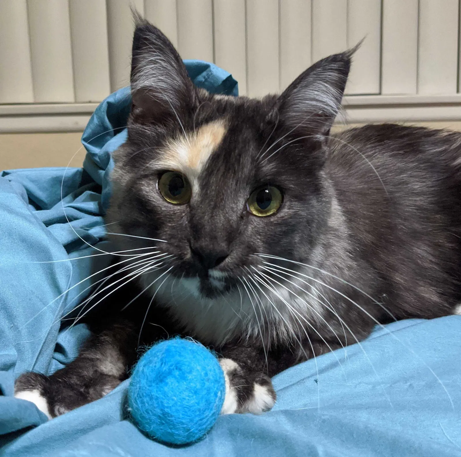 Lost cat in Fontana, CA, 92335