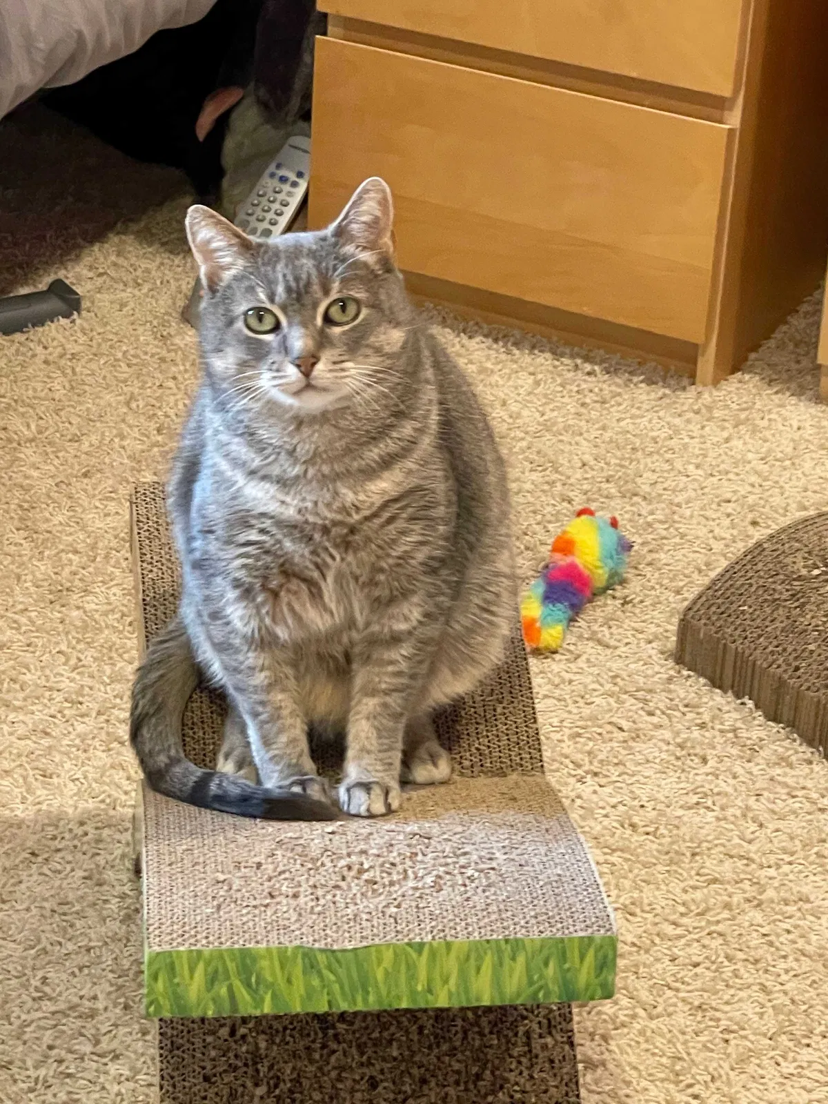 Lost cat in Stamford, CT, 6903