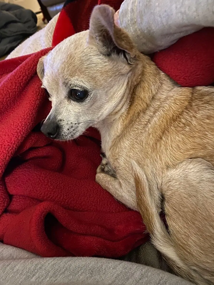 Lost dog in Katy, TX, 77449