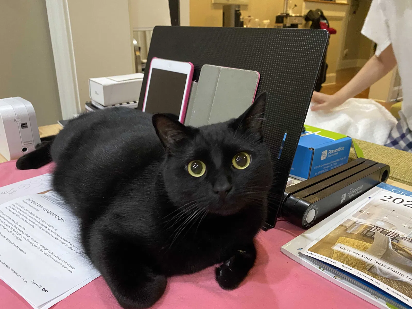 Lost cat in Suwanee, GA, 30024